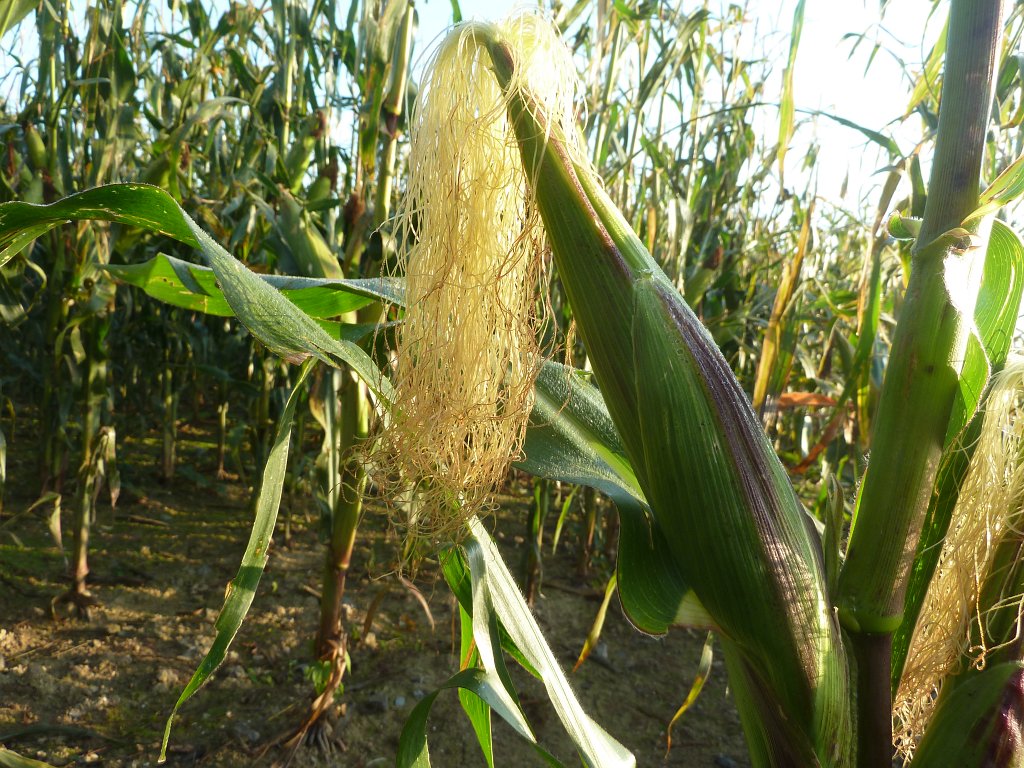 P1040980.JPG -  Maize 