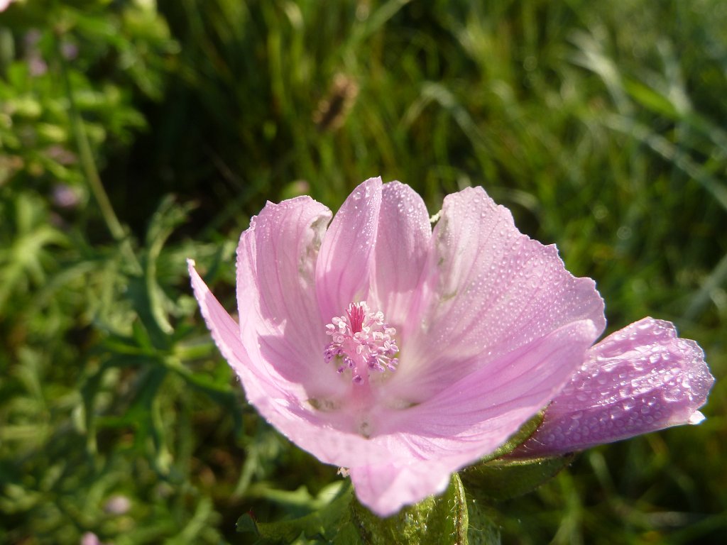 P1050005.JPG -  Hollyhock Mallow  (Rosen-Malve)