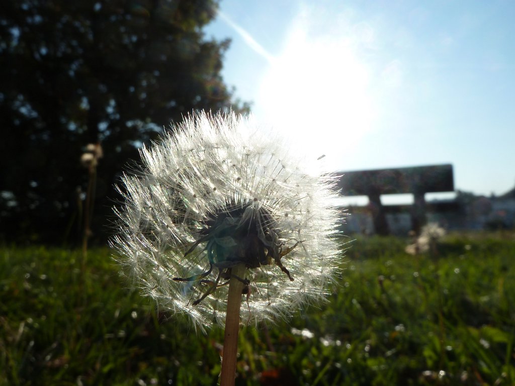 P1050012.JPG - Dandelion