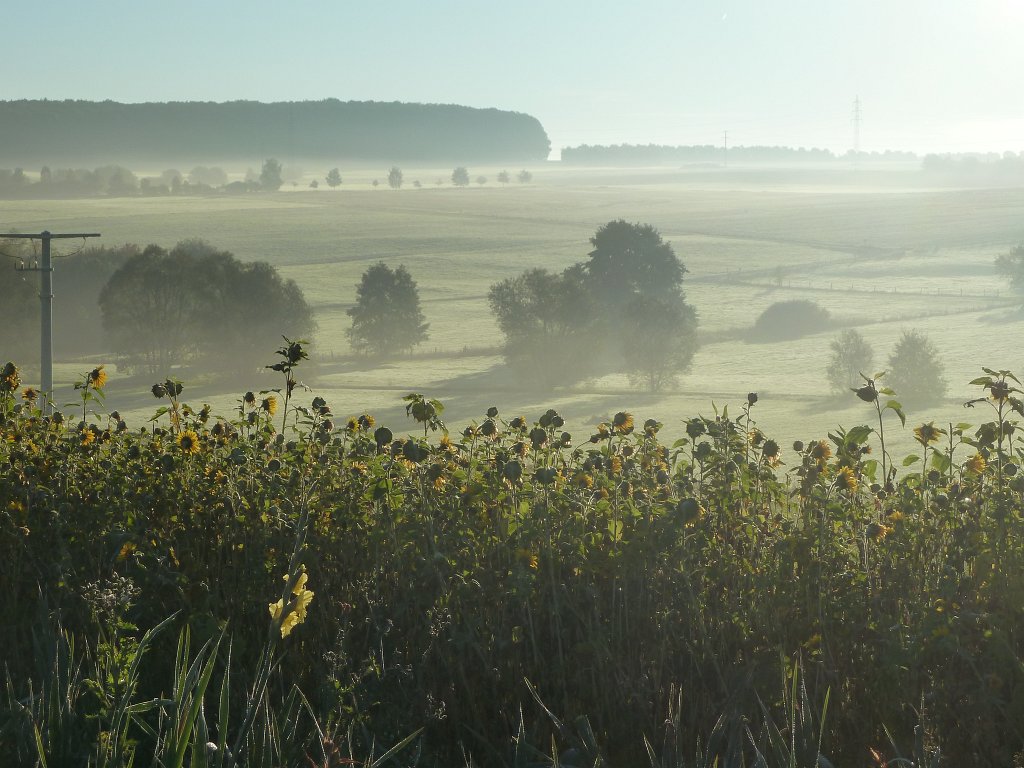 P1050055.JPG - Sunflower field