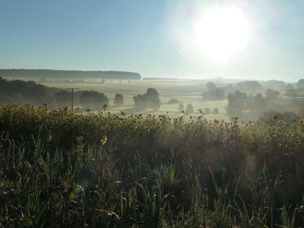 P1050056.JPG - Sunflower field