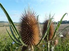 Wild teasel