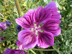 Malva