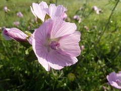 Hollyhock Mallow (Rosen-Malve)