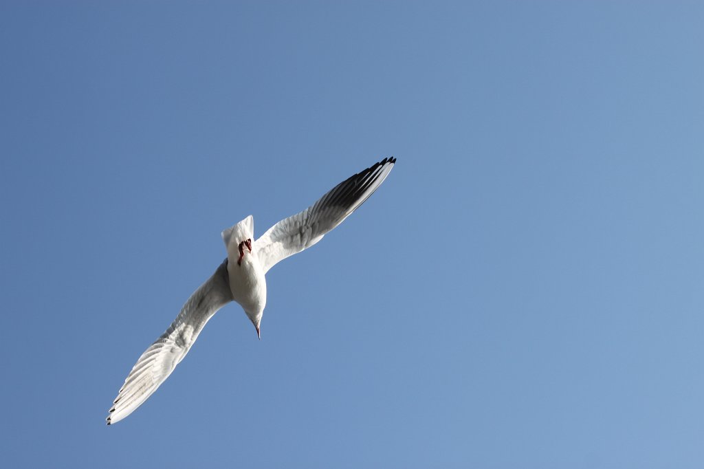 IMG_5587.JPG -  Seagull 