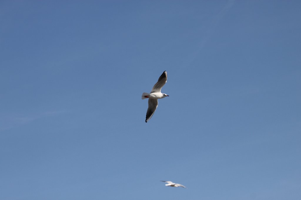 IMG_5599.JPG -  Seagull 