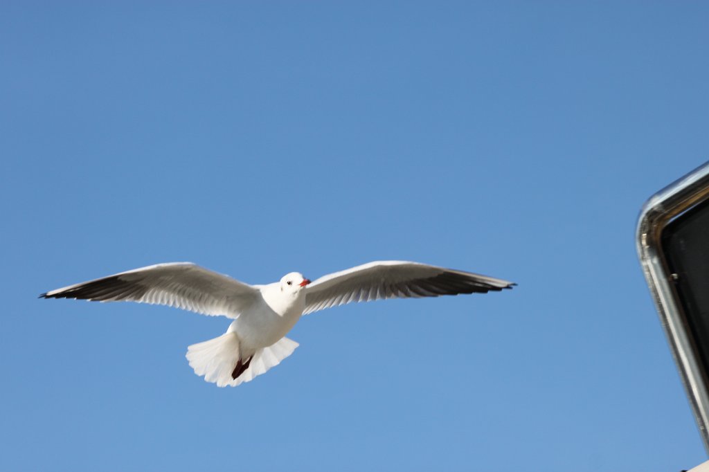 IMG_5607.JPG -  Seagull 