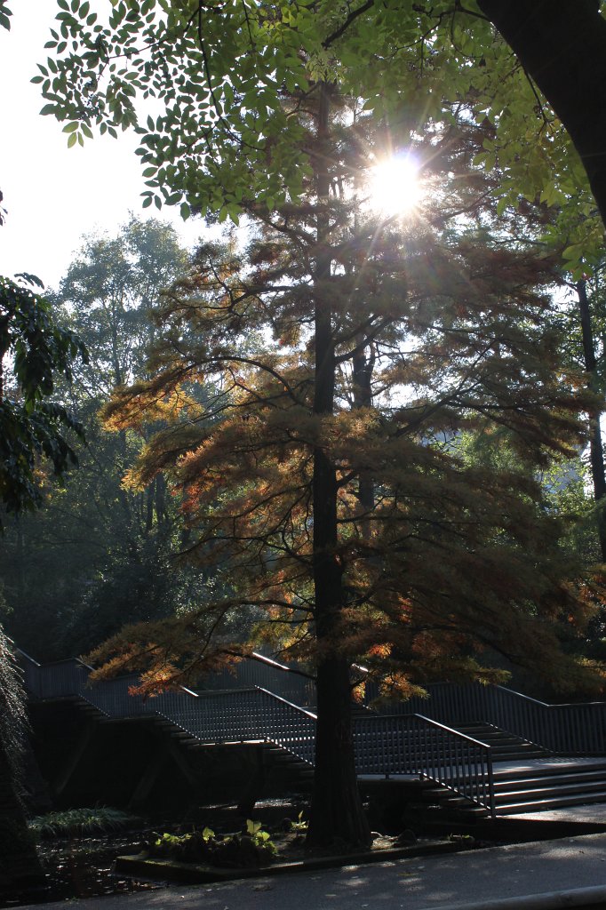 IMG_5948.JPG - Stairs in  Großen Wallanlagen 