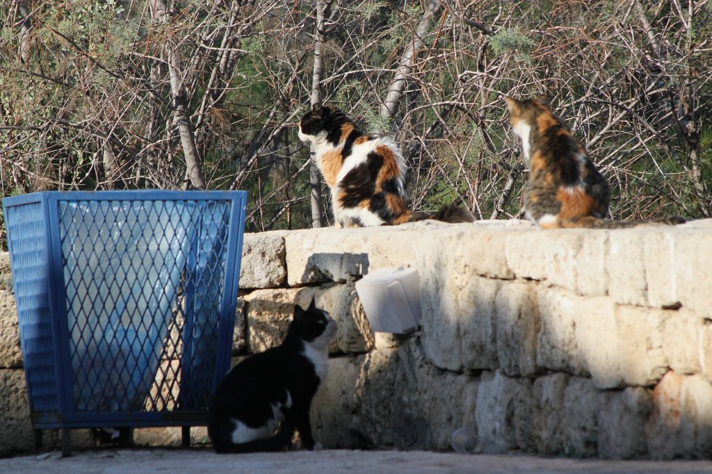 IMG_6188.JPG - Cats enjoying the sun