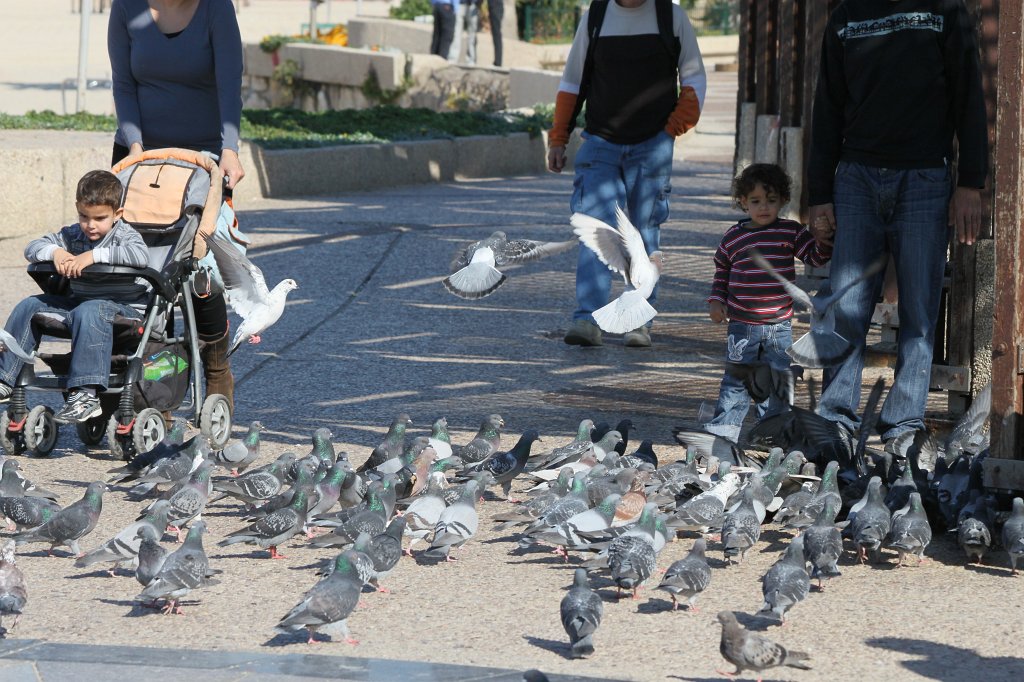 IMG_6366.JPG - Pigeons