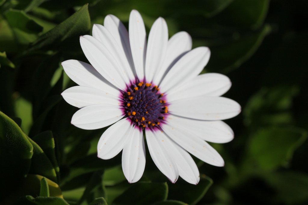 IMG_6409.JPG - Bloom