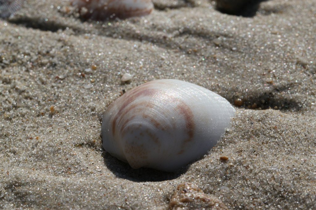 IMG_6436.JPG - Clam  http://en.wikipedia.org/wiki/Clam  at the beach
