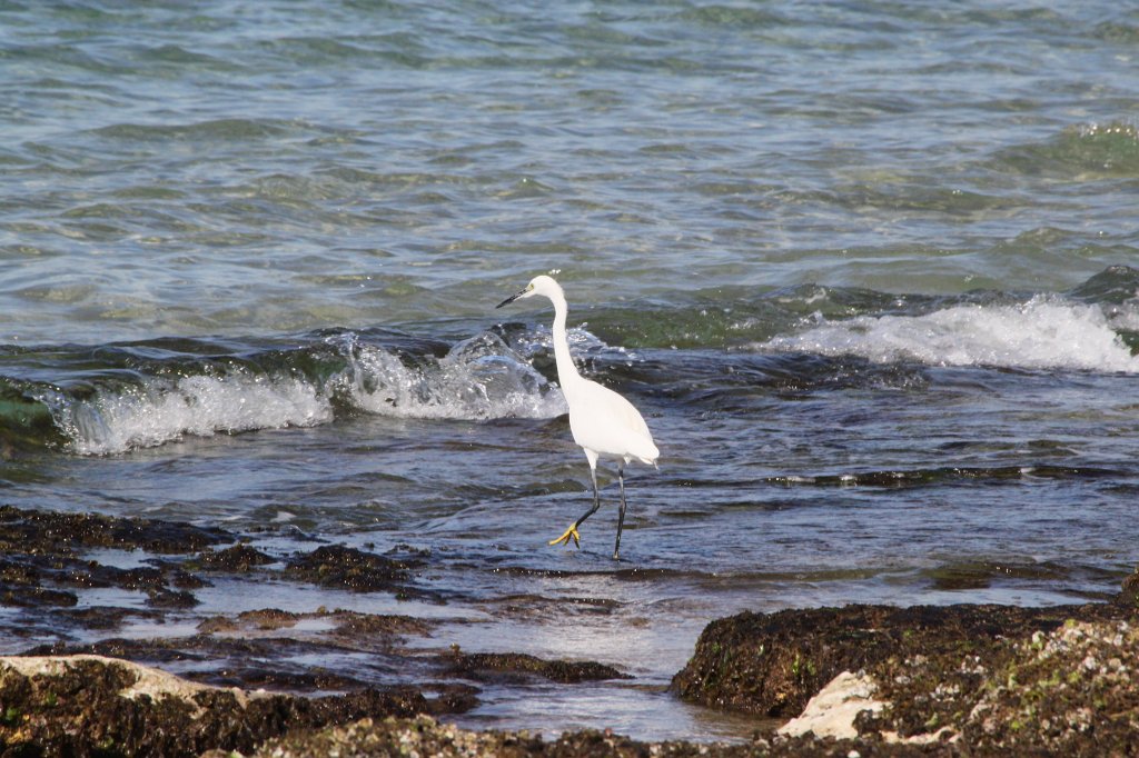 IMG_6441.JPG - Hunting bird