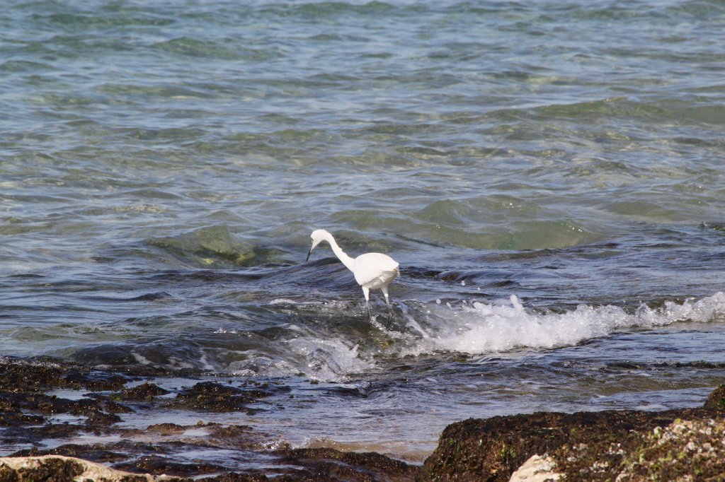 IMG_6443.JPG - Hunting bird