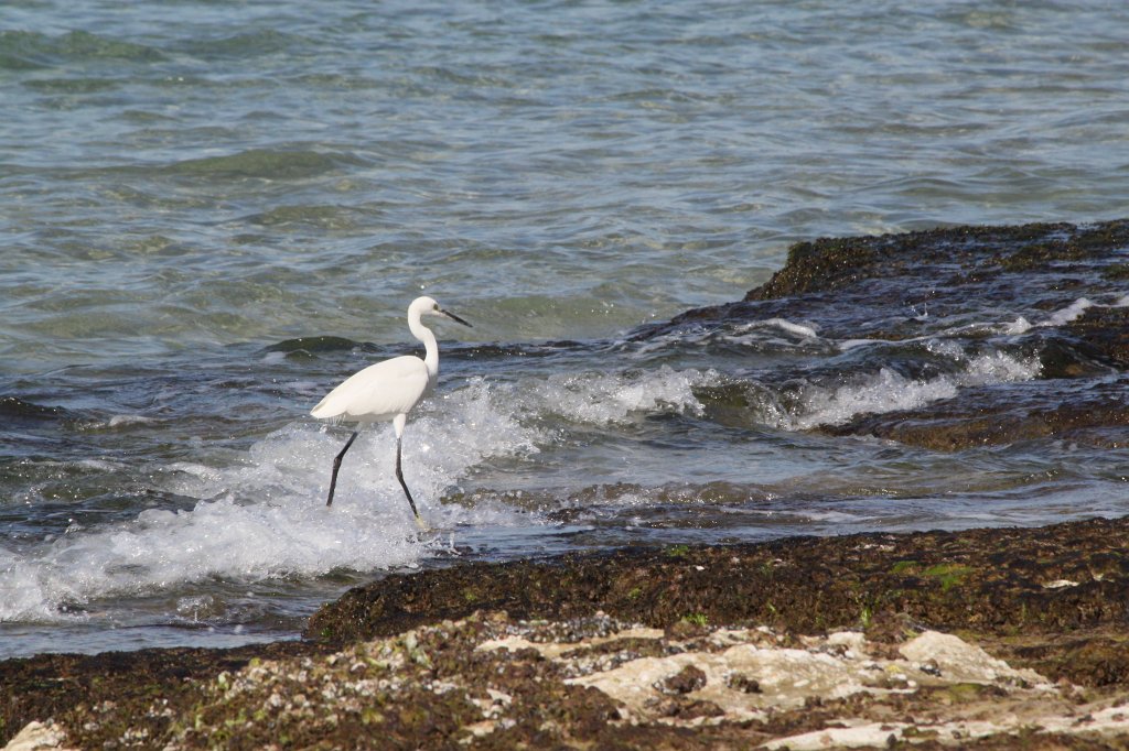 IMG_6444.JPG - Hunting bird