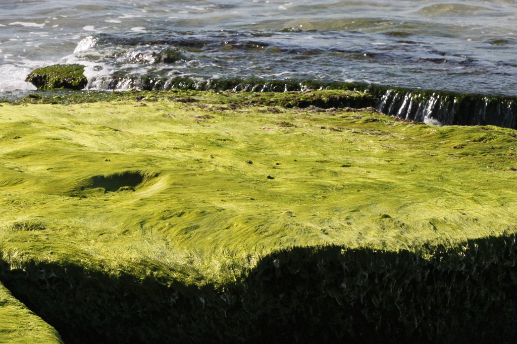 IMG_6449.JPG - Green covered rock