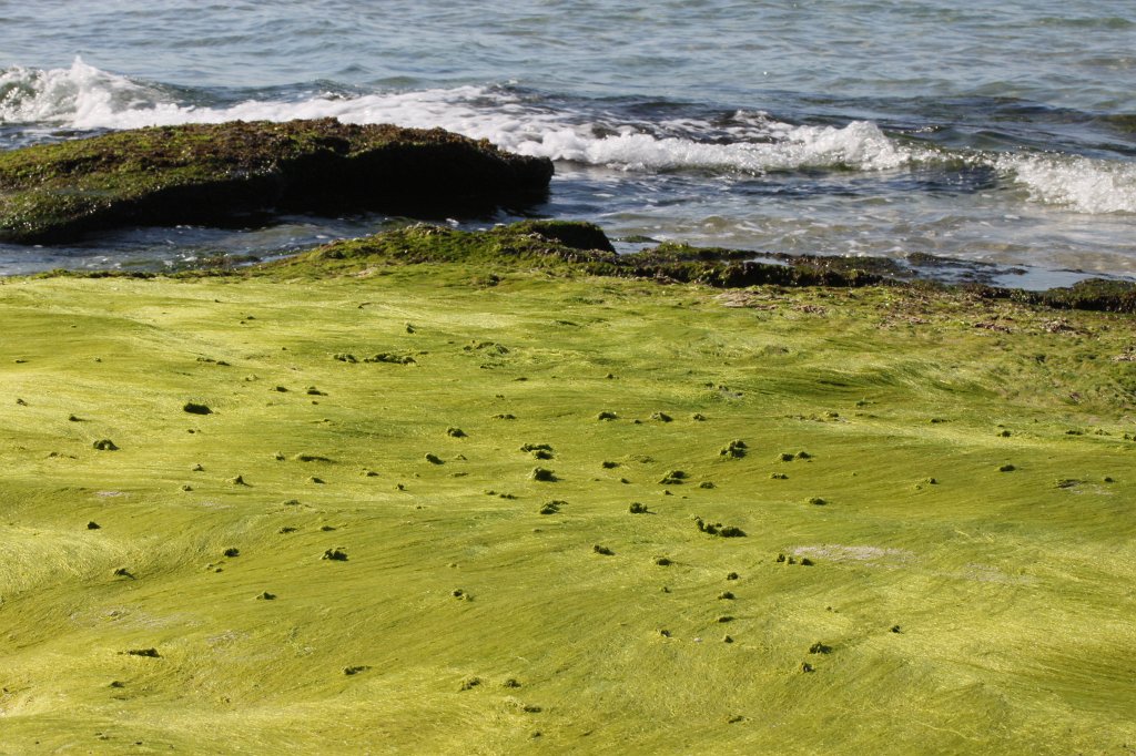 IMG_6451.JPG - Green covered rock