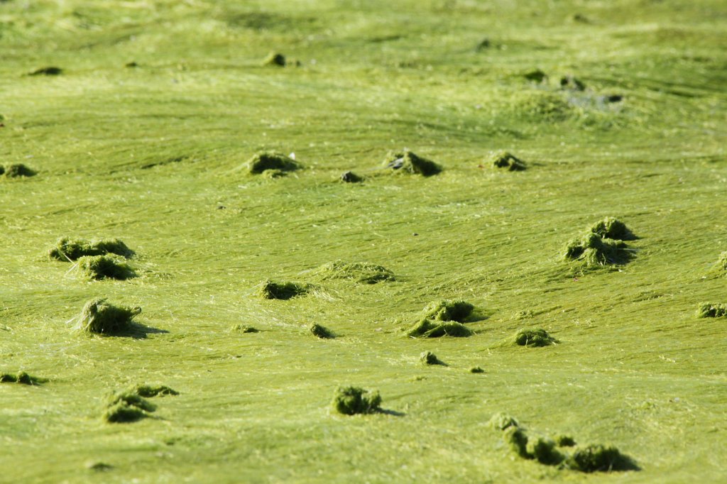 IMG_6452.JPG - Green covered rock