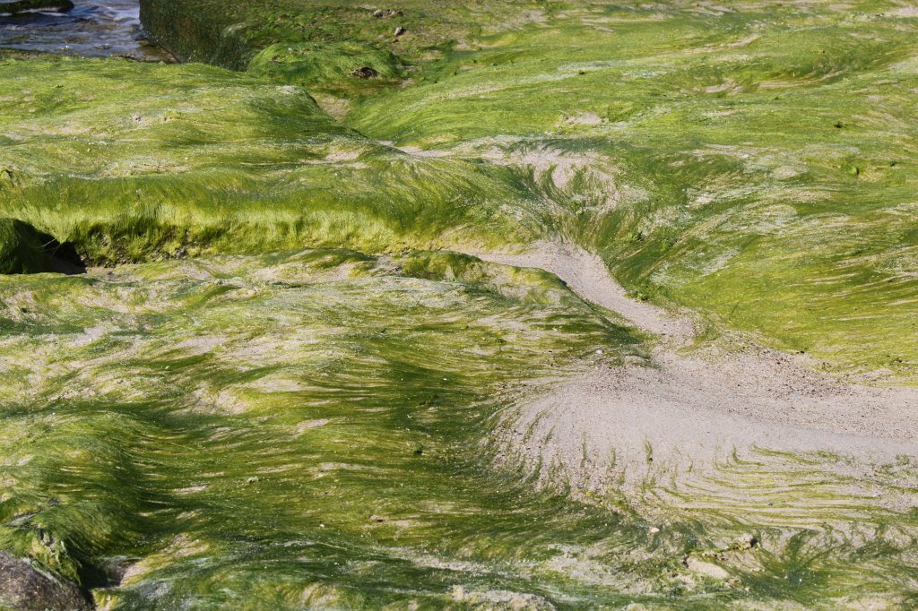 IMG_6455.JPG - Water patterned sand and green