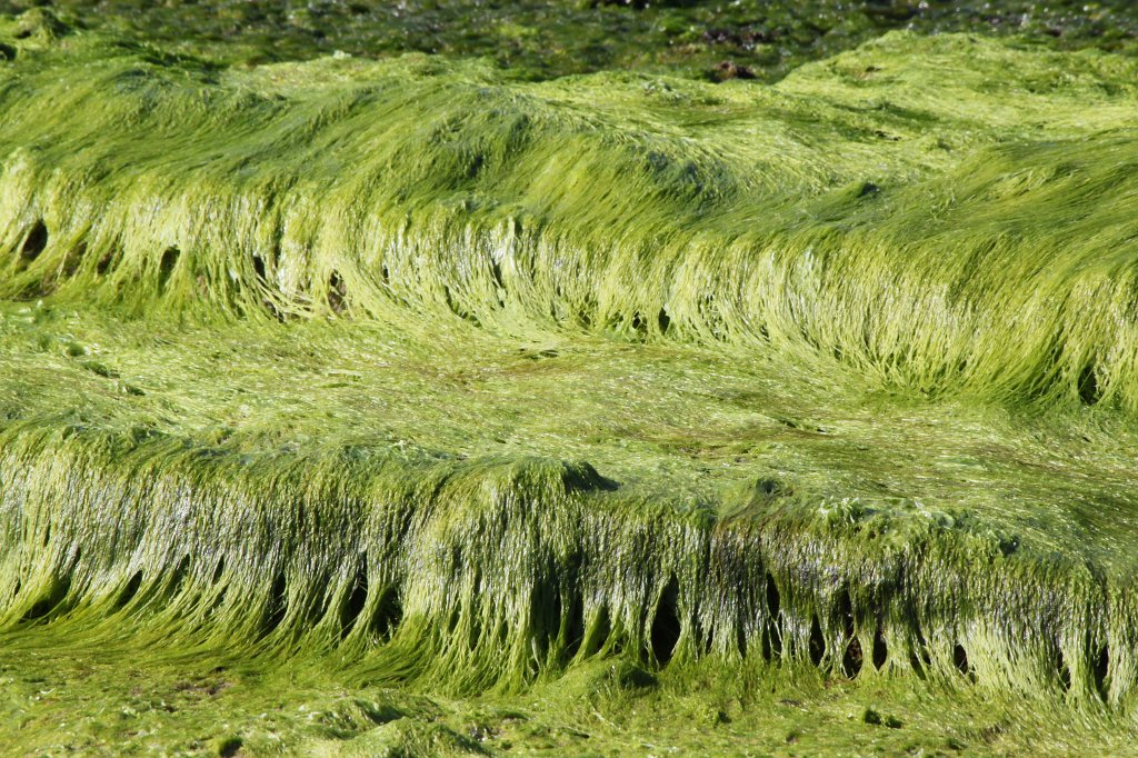 IMG_6459.JPG - Green covered rock at the shore