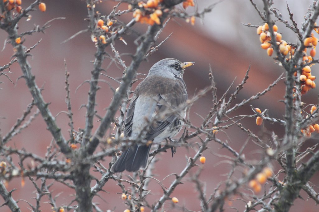 IMG_6795.JPG - Bird in tree