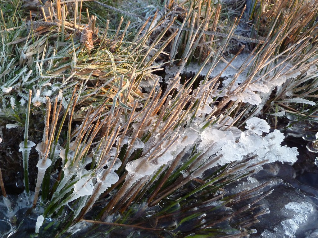 P1060037.JPG - Freezing bank