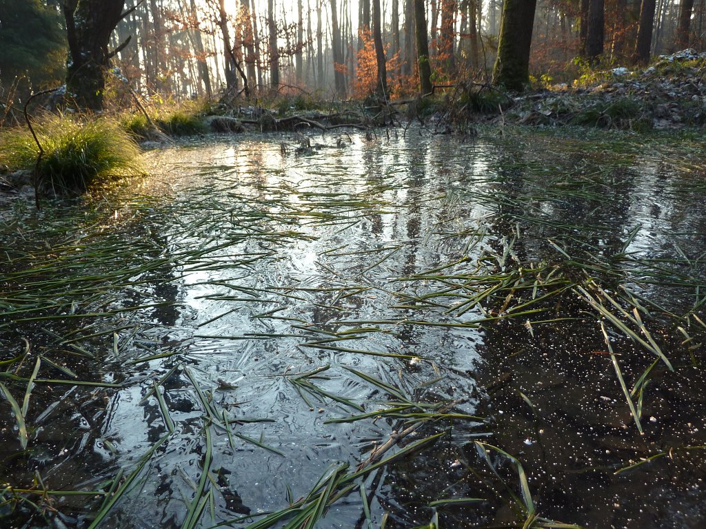 P1060051.JPG - Frozen pond