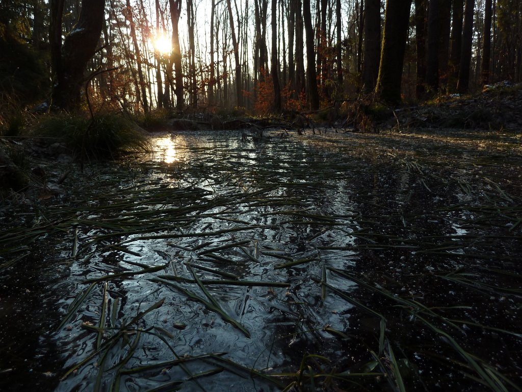 P1060115.JPG - Frozen pond
