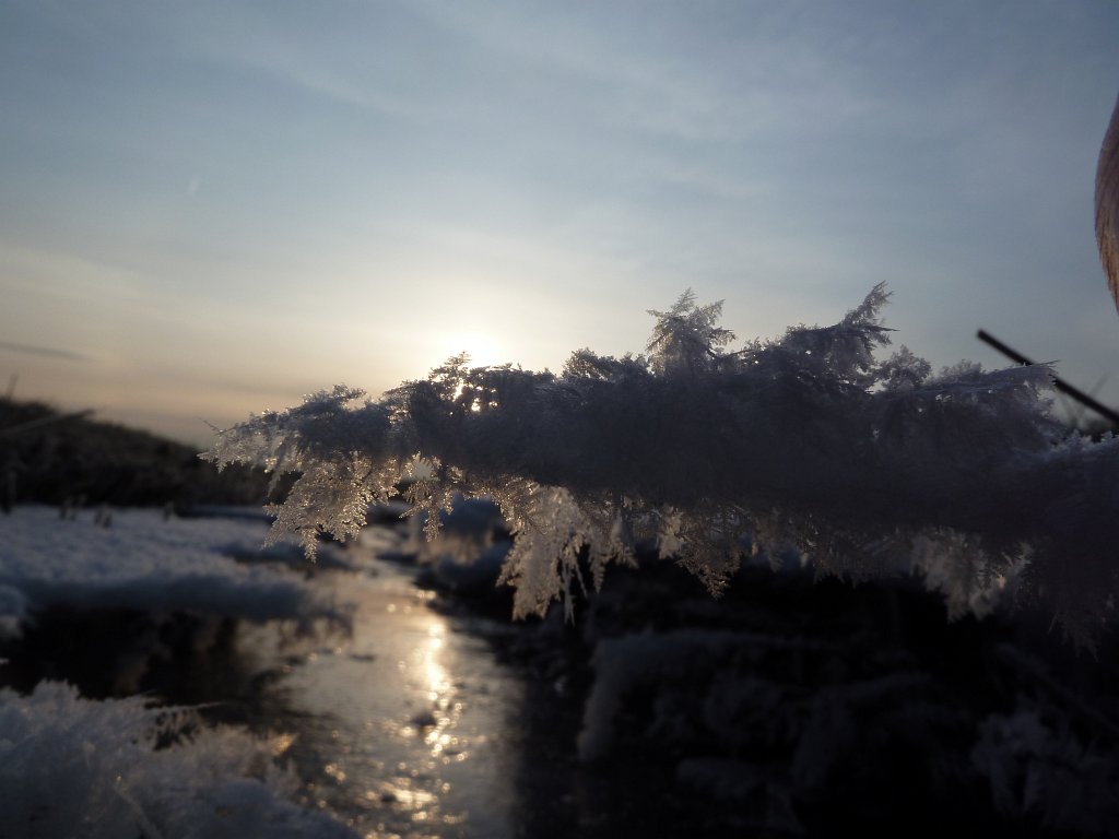 P1060234.JPG - Ice trees