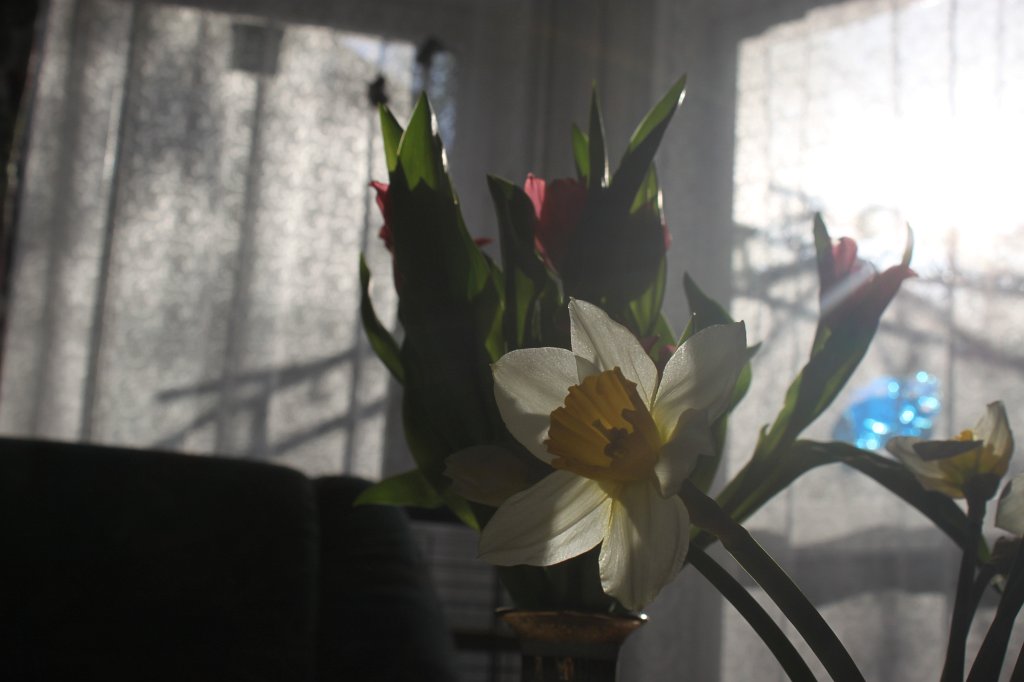 IMG_7573.JPG - Wild Daffodil  http://en.wikipedia.org/wiki/Narcissus_pseudonarcissus 