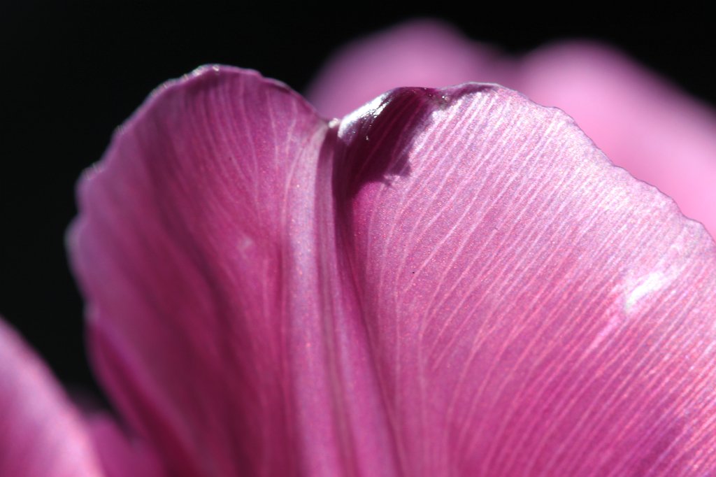 IMG_7590.JPG - Tulips  http://en.wikipedia.org/wiki/Tulip 