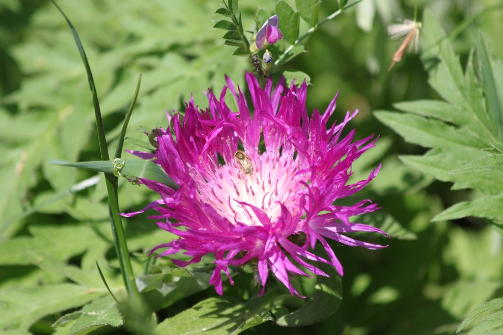 IMG_7940.JPG - Flower