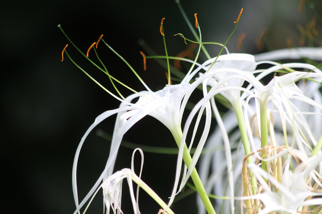 IMG_7974.JPG - Flower in the "Faust-Vogelhallen"