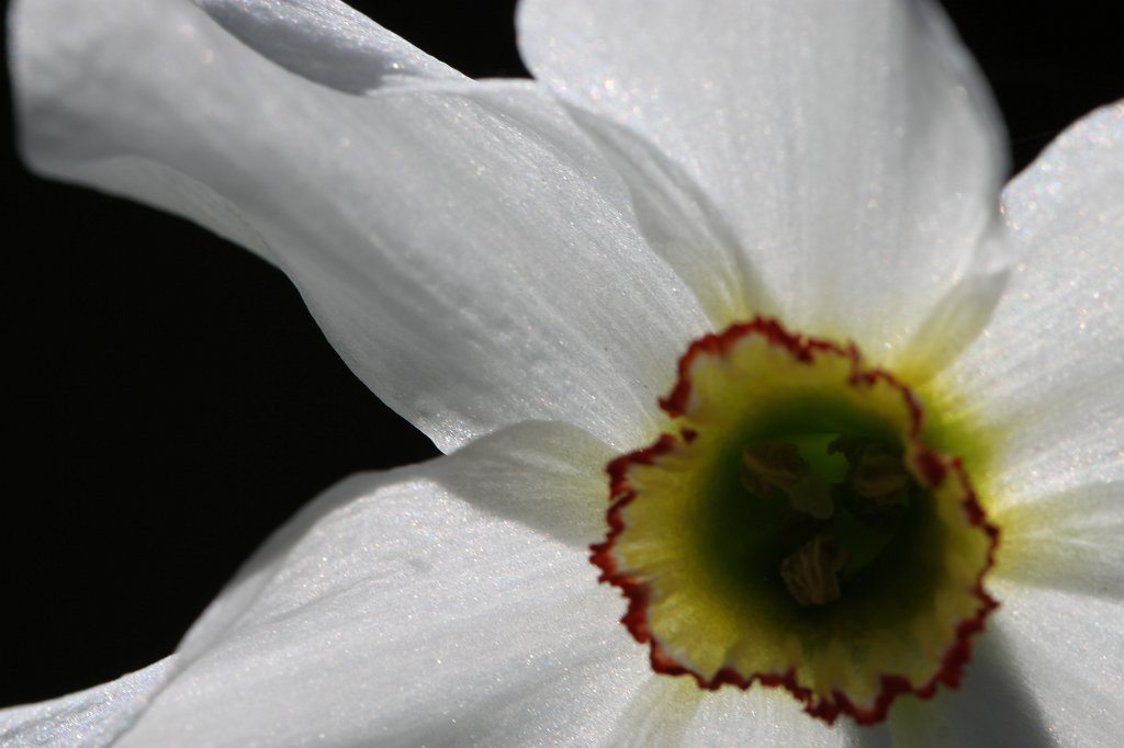 IMG_8019.JPG - Narcissus  http://en.wikipedia.org/wiki/Narcissus_(plant) 