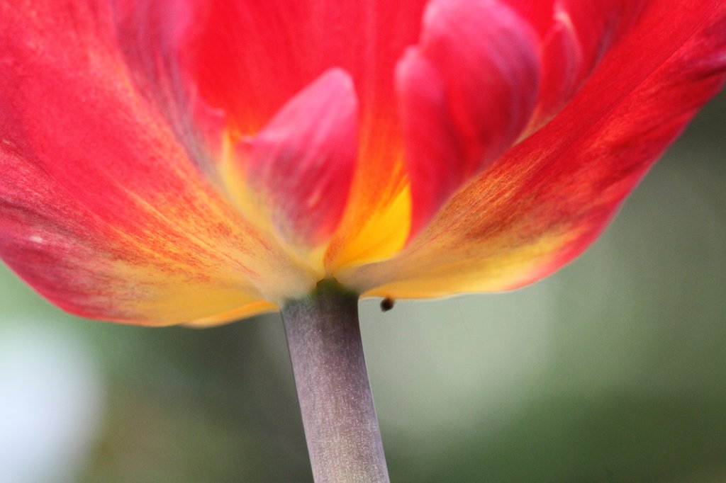 IMG_8038.JPG - Tulip