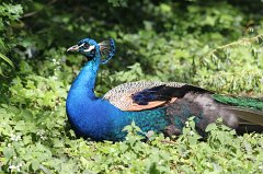 Indian Peafowl