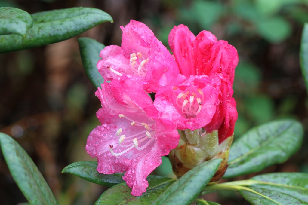 IMG_8059.JPG - Red wet Rhododendron  http://en.wikipedia.org/wiki/Rhododendron 