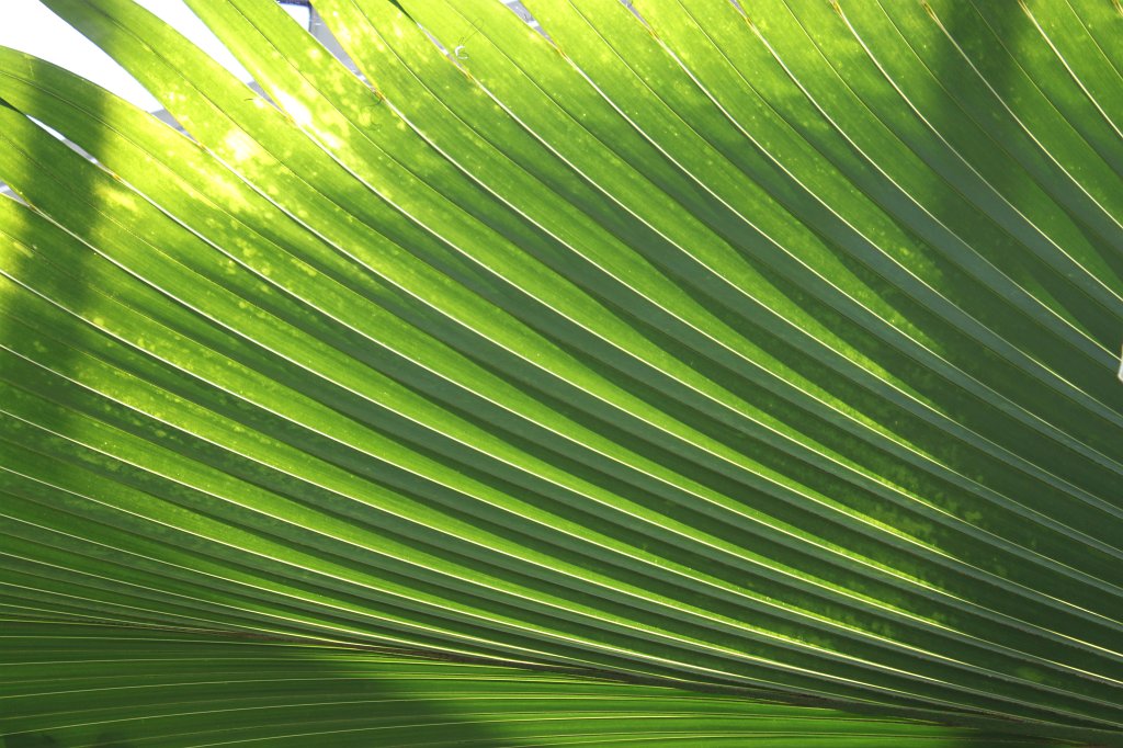 IMG_8120.JPG - Leaves and sun