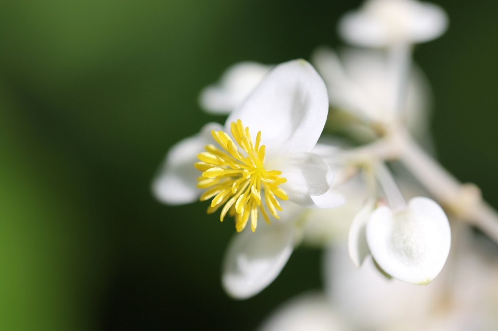 IMG_8133.JPG - Tropical flower