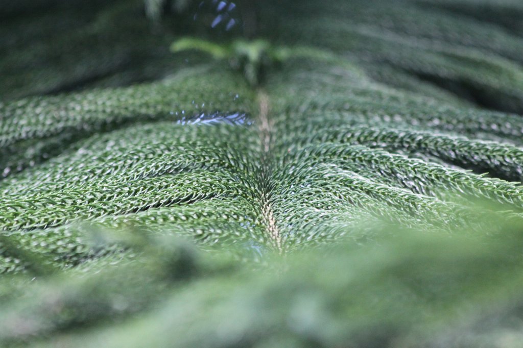 IMG_8134.JPG - Araucaria subulata  http://en.wikipedia.org/wiki/Araucaria_subulata 