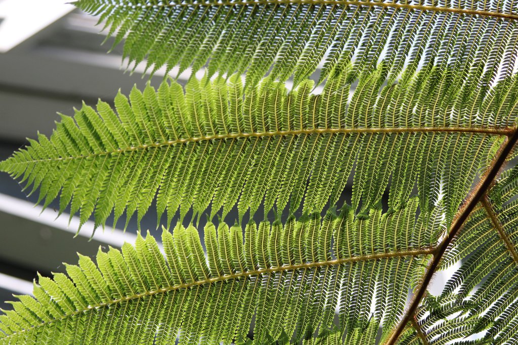 IMG_8136.JPG - lacy tree fern  http://en.wikipedia.org/wiki/Lacy_Tree_Fern 