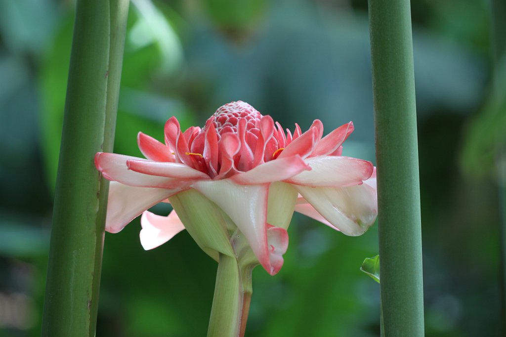 IMG_8155.JPG - Torch Ginger  http://en.wikipedia.org/wiki/Etlingera_elatior 