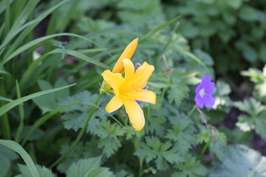 IMG_8169.JPG - Flowers