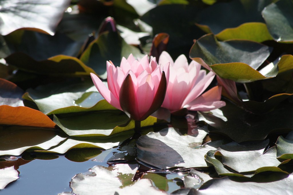 IMG_8258.JPG - Water-lilies  http://en.wikipedia.org/wiki/Nymphaeaceae 