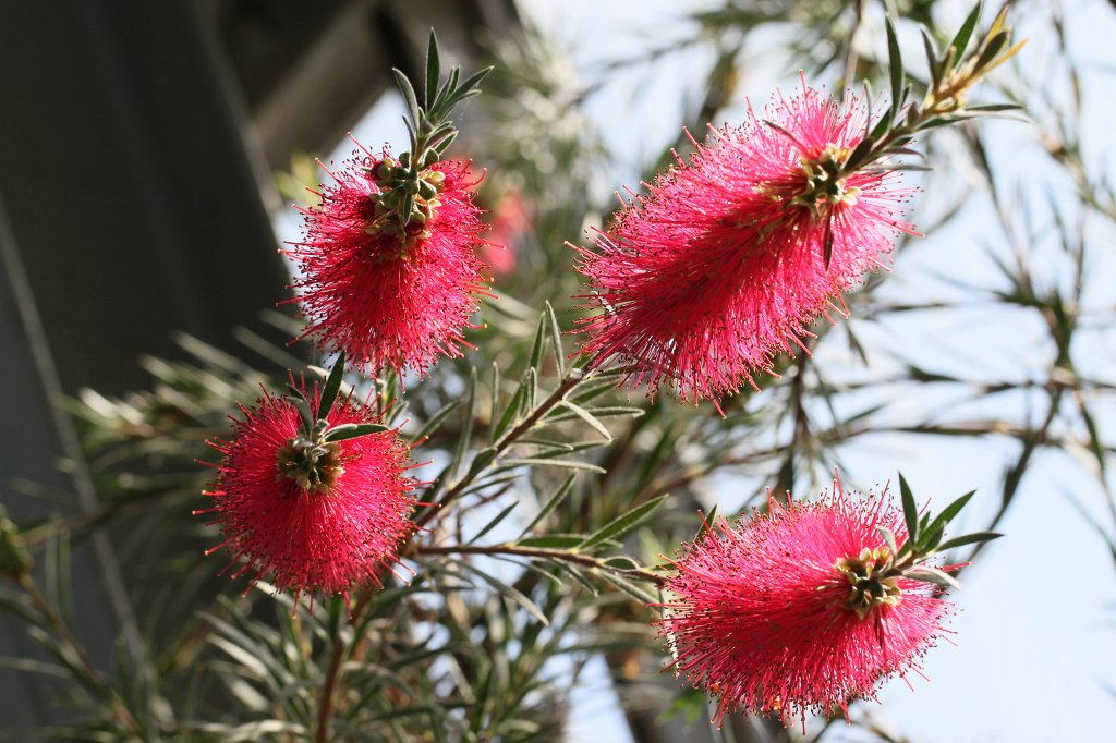 IMG_8268.JPG - Callistemon citrinus  http://en.wikipedia.org/wiki/Callistemon_citrinus 