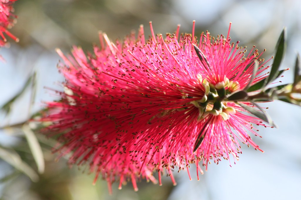 IMG_8269.JPG - Callistemon citrinus  http://en.wikipedia.org/wiki/Callistemon_citrinus 