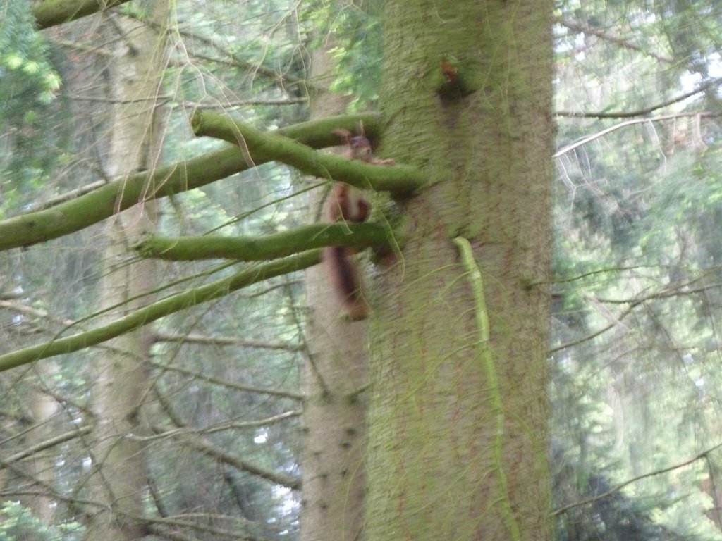 P1060982.JPG - Red squirrel  http://en.wikipedia.org/wiki/Red_squirrel 