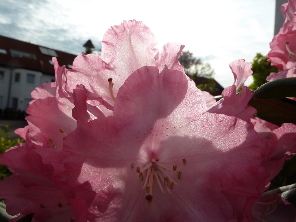 P1070001.JPG - Red Rhododendron  http://en.wikipedia.org/wiki/Rhododendron  in the sun