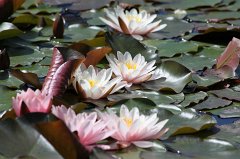 Water-lilies