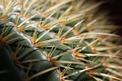 Cactus spines